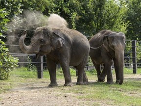 Elephants Rani, left, and Ellie roam in their outdoor area