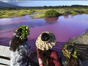 Shad Hanohano, from left, Leilani Fagner and their daughter Meleana Hanohano view the pink water at the Kealia Pond National Wildlife Refuge in Kihei, Hawaii on Wednesday, Nov. 8, 2023.
