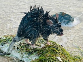 This handout photo taken Nov. 13, 2023, and obtained on Nov. 24, 2023 from Janine Harris's facebook page 'This Is Livin' shows a native long-haired rat on a beach in the town of Karumba, in Australia's Queensland.