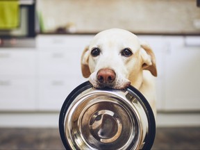 A hungry dog holding a bowl.