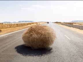 Giant tumbleweed on the highway with sandy dunes, between el-Bahariya oasis and Al Farafra oasis, Western Desert of Egypt, between Giza governorate and New Valley Governorate, near White Desert