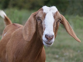 Brown and White Nubian Goat with Long Ears Looking At Camera