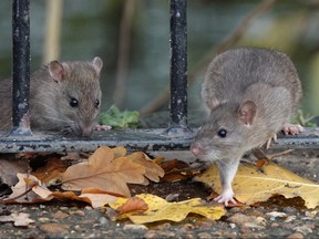 Two brown rats climbing through the railings of a fence in a U.K. park in autumn.