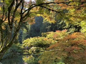 The Japanese maple trees are a sight to behold inside the Portland Japanese Garden. IAN SHANTZ/TORONTO SUN