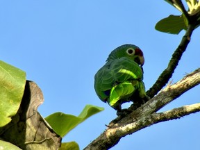 red lored parrot