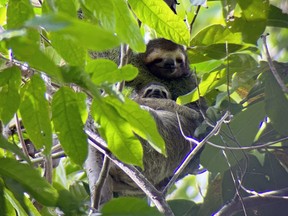 A mother and baby sloth hang out high in the trees at La Perica Sloth Garden in Puerto Jimenez, Costa Rica. (EDDIE CHAU/Toronto Sun)