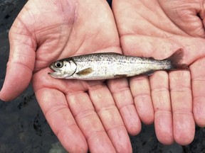 A juvenile coho salmon is held by a fish biologist at the Lostine River on March 9, 2017, in northeastern Oregon.