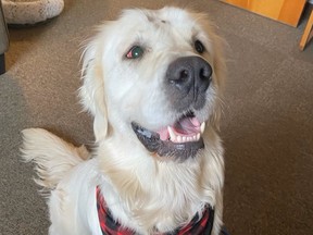 Trooper's muzzle was taped, he had been shot in the head and was left to die in the wilderness of Washington state before being found on Nov. 2, 2023, by utility workers, one of whom is now adopting him.