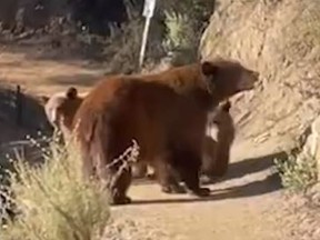 A mother bear and her two cubs are seen on a trail in Southern California.