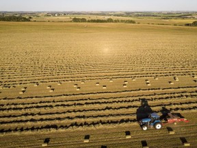 A farmer harvests hay on a farm near Cremona, Alta., on Sunday, Aug. 16, 2020.