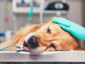 A dog lies on the operating room before surgery.