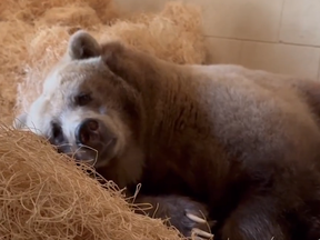 Toronto Zoo grizzly bear Shintay settles in for her winter sleep in a screengrab from video.