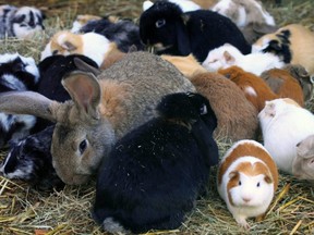 Guinea pigs and rabbits.