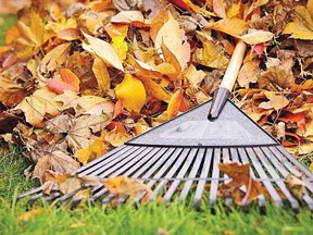 The city will no longer provide the road-side leaf pickup that has been available to some residents in  Etobicoke, York and Scarborough.