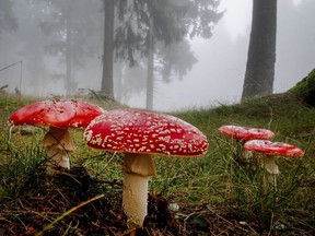 Fly agaric mushrooms stand in a forest of the Taunus region near Frankfurt, Germany, on a foggy Wednesday, Oct. 23, 2019.