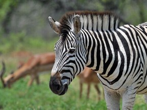 A zebra in the Kruger National Park