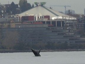 In this image taken from a video, a humpback whale breaches from the waters off Seattle on Thursday, Nov. 30, 2023.