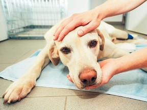 An ill Labrador retriever in a veterinary clinic.