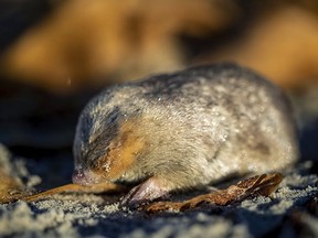 This photo provided by RE:wild shows a rediscovered mole on the west coast of South Africa. Researchers in South Africa say they have rediscovered a mole species that has an iridescent golden coat and "swims" through sand dunes after it hadn't been seen for more than 80 years and was thought to be extinct.