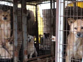 Dogs are locked up in cages at a dog meat farm in Seosan, South Korea.