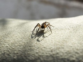 A spider is seen on a sofa.