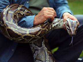 A Burmese python is held by Jeff Fobb as he speaks to the media at the registration event and press conference for the start of the 2013 Python Challenge on Jan. 12, 2013 in Davie, Fla.