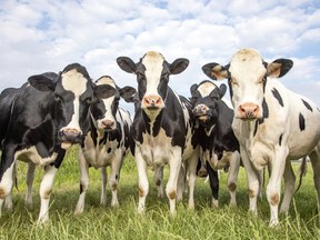 cows on a field on a sunny day