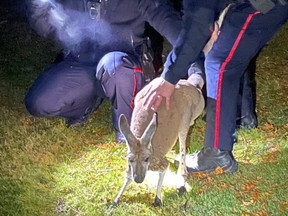 Durham Regional Police officers capture a kangaroo on Monday, Dec. 4, 2023 in Oshawa.