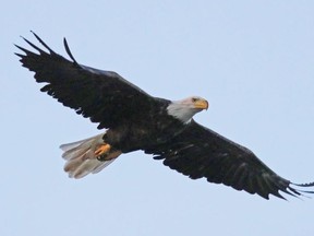 An American bald eagle flies over Mill Pond on Aug. 2, 2018 in Centerport, N.Y.