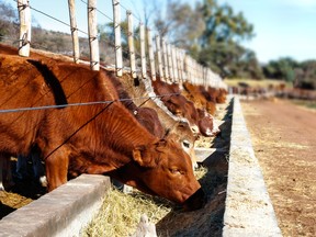 Cattle feeding at a beef farm.