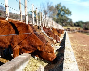 Cattle feeding at a beef farm.
