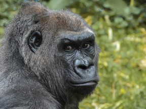 The Toronto Zoo is asking people to donate old cellphones to help save gorillas.