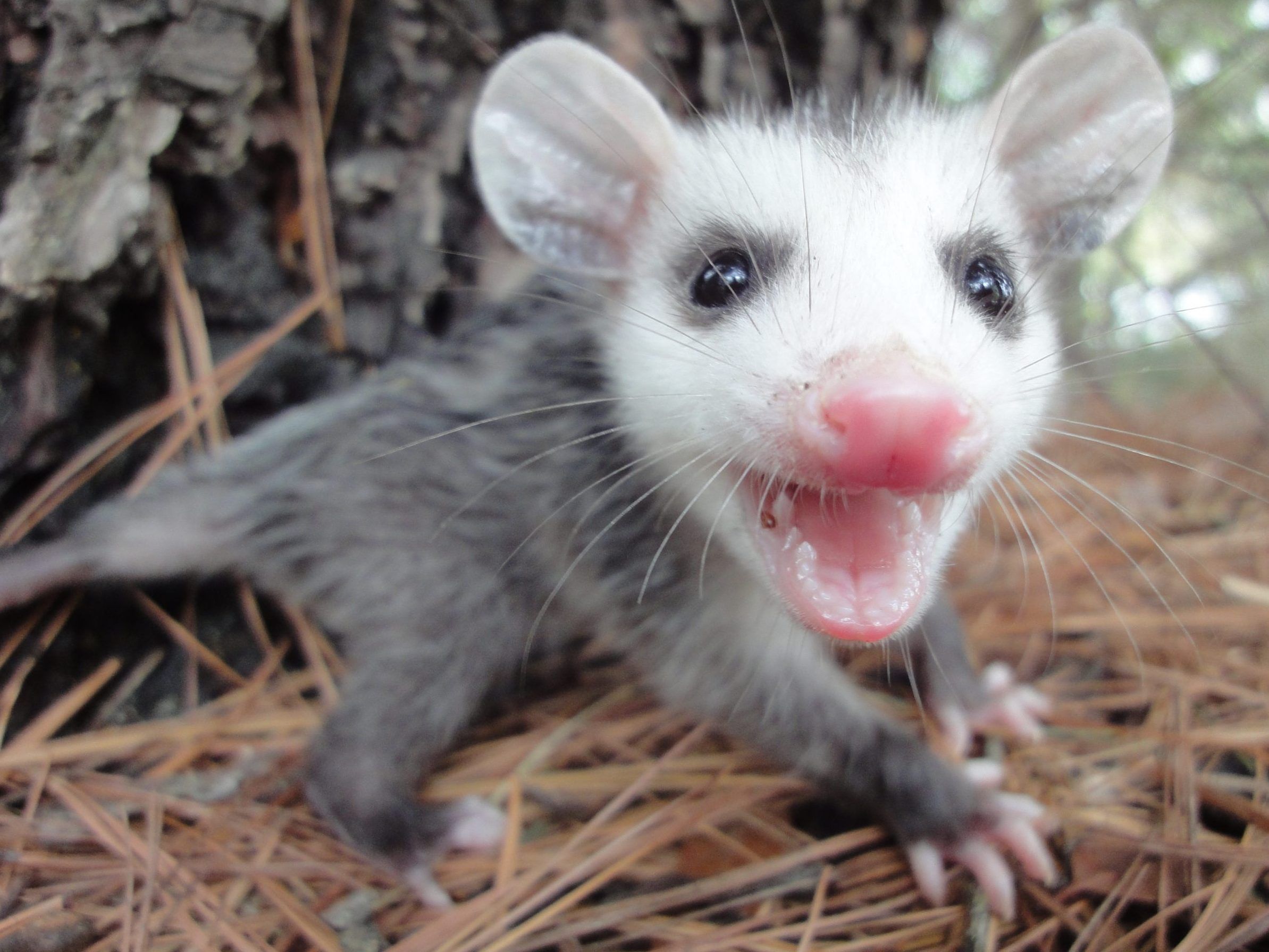 ODDS AND ENDS: There's a possum among us, and other offbeat offerings ...