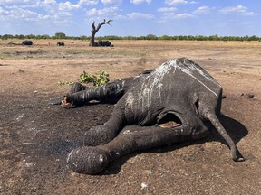 In this photo supplied by IFAW, an elephant lies dead metres from a watering hole in Hwange National Park, Tuesday Dec. 5, 2023.