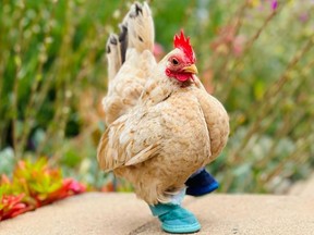 Nubz in Escondido, Calif., earlier this year. The chicken's owner, Meesh Davignon, gave him shoes after he lost most of his toes