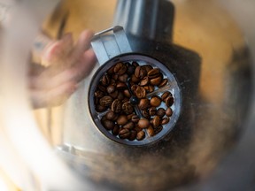 Wet coffee beans enter the grinding hopper.