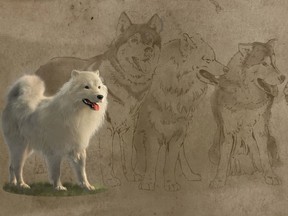 A full-body reconstruction of Mutton shows how the woolly dog would have stood alongside Arctic dogs and spitz breeds.