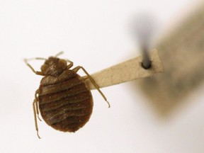 FILE - A bedbug is displayed at the Smithsonian Museum in Washington, March 30, 2011. Greece's health ministry is seeking police help against hoaxers who tried to scare foreign tourists out of several Athens short-term rental flats by inventing a bedbug crisis.