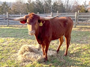 Ricardo the steer at his new home at Skylands Animal Sanctuary and Rescue after he was captured last week.