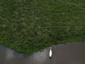 Ontario's acting auditor general says the government is not respecting or using public consultation on environmental impacts in its decision making, particularly in its now-reversed plan to open up the protected Greenbelt for housing development. Cows&ampnbsp;cool off in a pond on a farm in the Ontario Greenbelt near Guelph, Ont., on Monday, July 10, 2023.