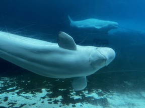Beluga whales swim in a tank at Marineland in Niagara Falls, Ont., Friday, June 9, 2023.