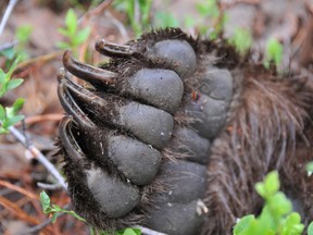 A paw of a sedated 60-kilogram brown bear