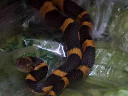 Toronto Wildlife Center está cuidando una serpiente que recientemente ingresó a la caja de tomate en Ontario Food Terminal, a unos 3.000 km de casa.