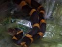 Toronto Wildlife Center está cuidando una serpiente que recientemente ingresó a la caja de tomate en Ontario Food Terminal, a unos 3.000 km de casa.