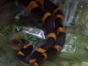 The Toronto Wildlife Centre is taking care of a snake that recently found its way into a box of tomatoes at the Ontario Food Terminal, some 3,000 kilometres from home.