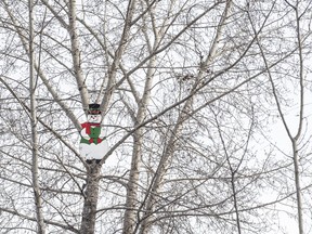 In this file photo, a giant snowman adorns a tree in the Buena Vista off leash dog park in Edmonton on Dec.13, 2023.