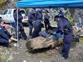 Police attempt to remove an individual on a log with his arm attached to a locking device inside the log at the Fairy Creek protests in 2021.