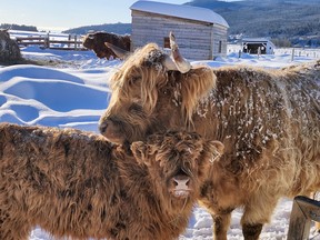 Highland cattle are a staple at Le Germain Hotel and Spa in Baie-Saint-Paul.