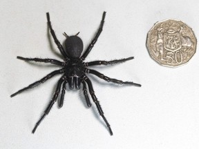 In this Dec. 10, 2023 photo supplied by the Australian Reptile Park, a male specimen of the Sydney funnel-web spider, the world's most poisonous arachnid, has been found and donated to the Australian Reptile Park, north of Sydney.