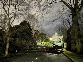 A tree blocks Notting Hill road in south Belfast